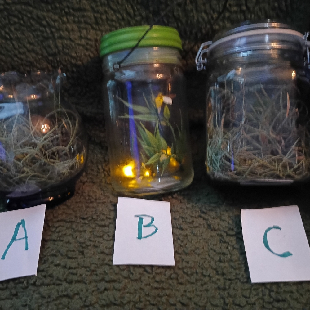 Chose of Decorative Glass Terrariums with Lights and Moss...SHIPS FREE!!?